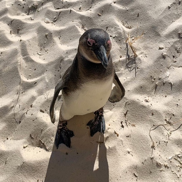 Meet your Posher, Sue - Picture 1 of 1